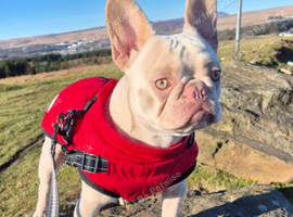 4 french bulldogs for sale