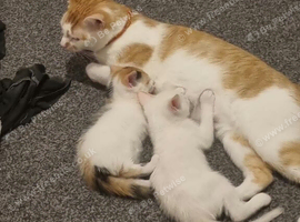 Kittens. Found r. Sale