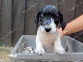1 beautiful jack Russel boy