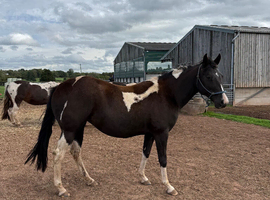 Double homozygous piebald mare