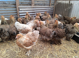 Brahma pullets 16to18 weeks old