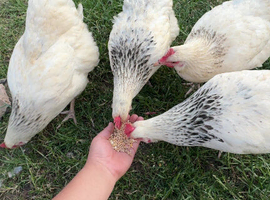 Light Sussex hens