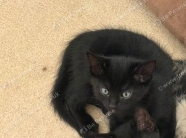 2 black kittens left!
