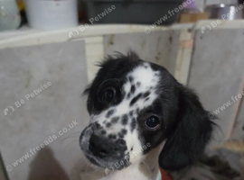 LAST GIRL READY NOW.  Cocker spaniel