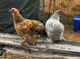 PEKIN and PEKIN FRIZZLES FOR SALE