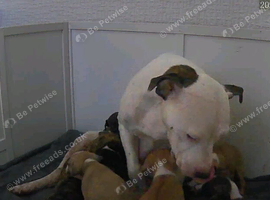 Beautiful staffy