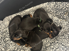5 Miniature Black and Tan dachshunds