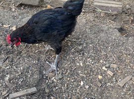 Blue maran cockerel