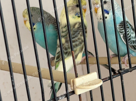 Baby budgies