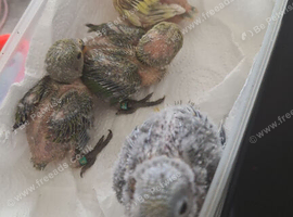 Peach Faced LoveBird Chicks Hand Reared