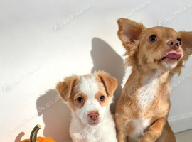Chihuahua with a drop of Yorkshire terrier