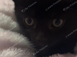 Mixed litter for urgent sale