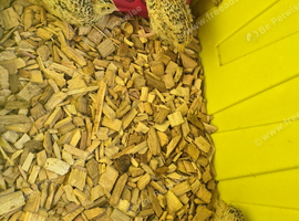 Young quails and fertile eggs