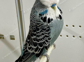 Male English Budgie For Sale