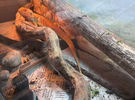 Dragon set up