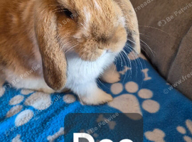 Mini lops