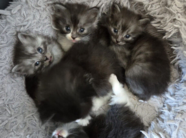 Beautiful long haired kittens