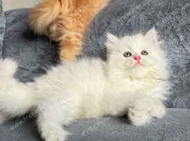 2Months Persian boy looking for new home