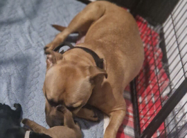 Staffy x rottweiler