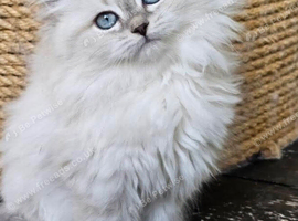 STUNNING PLATINUM MINK RAGDOLL KITTENS