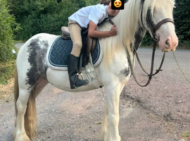Kind 12hh Blue & White 4yo Cob Riding Mare
