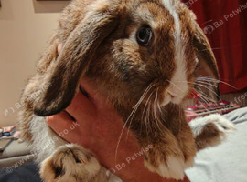 Mini lop buck (10weeks old)