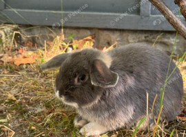 2 grey mini lops