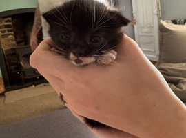 Gorgeous black & white female kitten