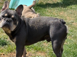 SOPPY FRENCH BULLDOG FOR STUD DUTIES