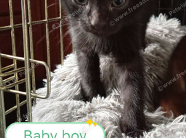 Kittens adorable
