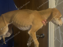 Lurcher female Available