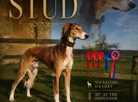 Saluki x lurcher