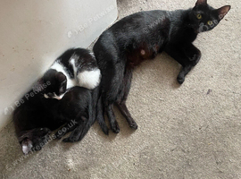 2black male kittens and 2 black and white female kitten