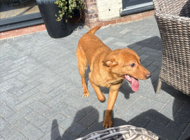 13 month old labrador