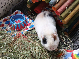 Teddy sow 3 years old