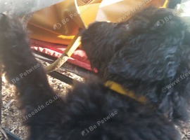 One double doodle left out of a litter of 6