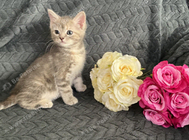 Mollys half ragdoll kittens