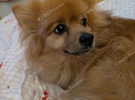 Urgent rehoming male Pomeranian