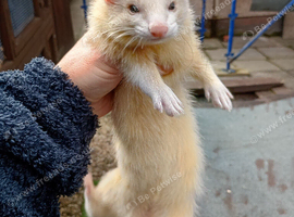 Sandy Jill ferret kit