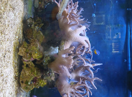 Large soft coral