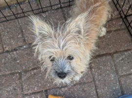 Lovely little boy needs a home