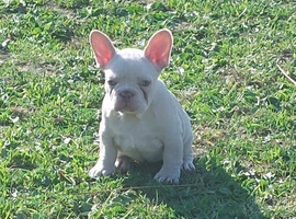 French bulldog litter