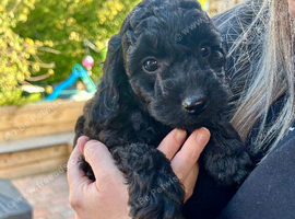 READY SOON Gorgeous Cockapoo pups