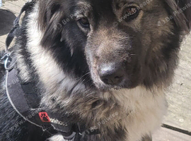 Caucasian shepherd female Huddersfield