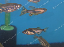 Juvenile Longfin zebra danios