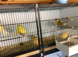 Canary's For sale