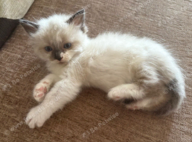 Beautiful 100% ragdoll babies ready now