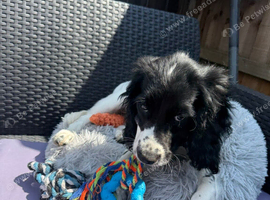 Female Sprocker Puppy