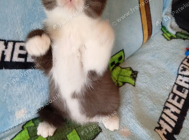 Exotic shorthair crossed Scottish straight kittens ready to leave