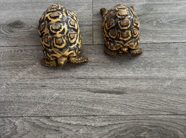 2x leopard tortoise
